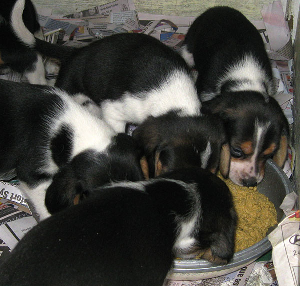 Branko's Beagles