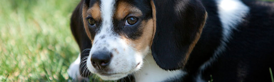 Branko's Beagles