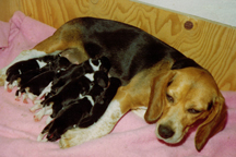 Branko's Beagles