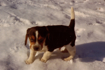 Branko's Beagles