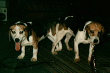Branko's Beagles