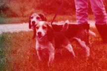 Branko's Beagles