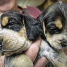 Branko's Beagles