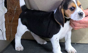 Beagle Pups For Sale