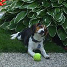 Auggie
