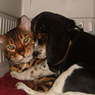 Branko's Beagles