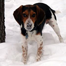 Bruno