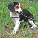 Daisy Mae