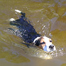 Branko's Beagles