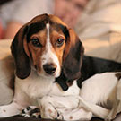 Branko's Beagles