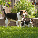 Hunter & Cody