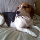 Branko's Beagles