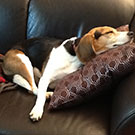 Branko's Beagles
