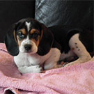 Ruby
