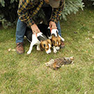 Ruger and Diesel
