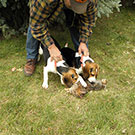 Ruger and Diesel