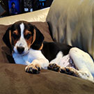 Branko's Beagles