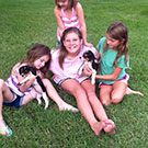 Branko's Beagles