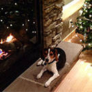 Branko's Beagles